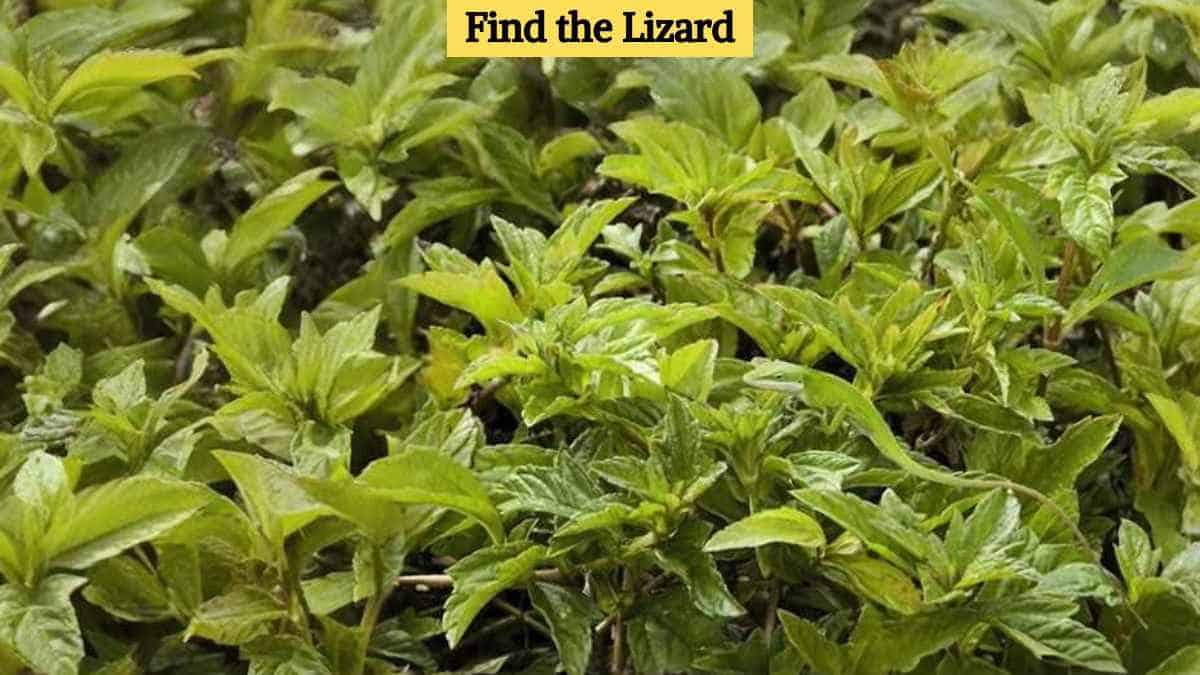 Seek and Find: Only the sharpest eyes can find the lizard in 3 seconds!