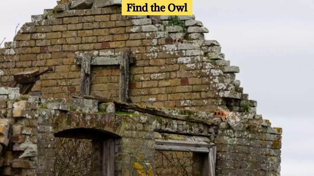 Find the hidden owl