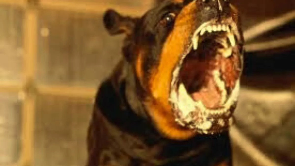 Twenty three dog breeds in India have been banned. Take a look at the list