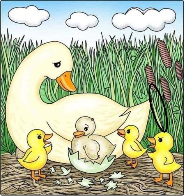 optical illusions answers