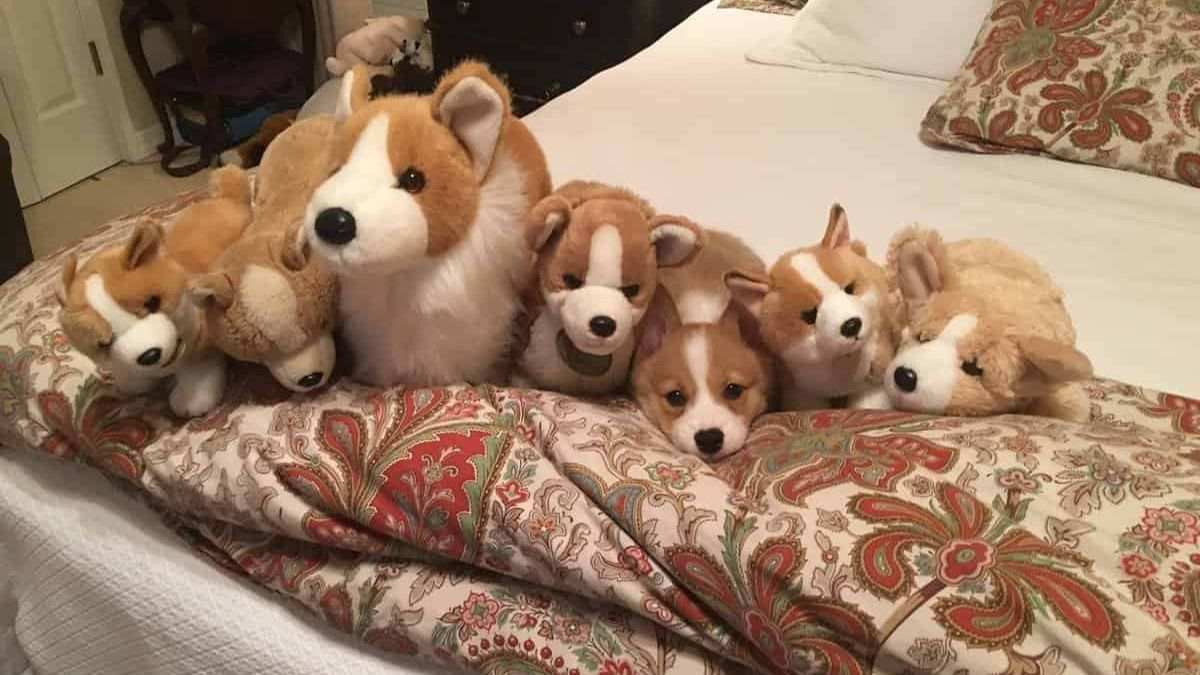 spot the real dog hidden animals optical illusions