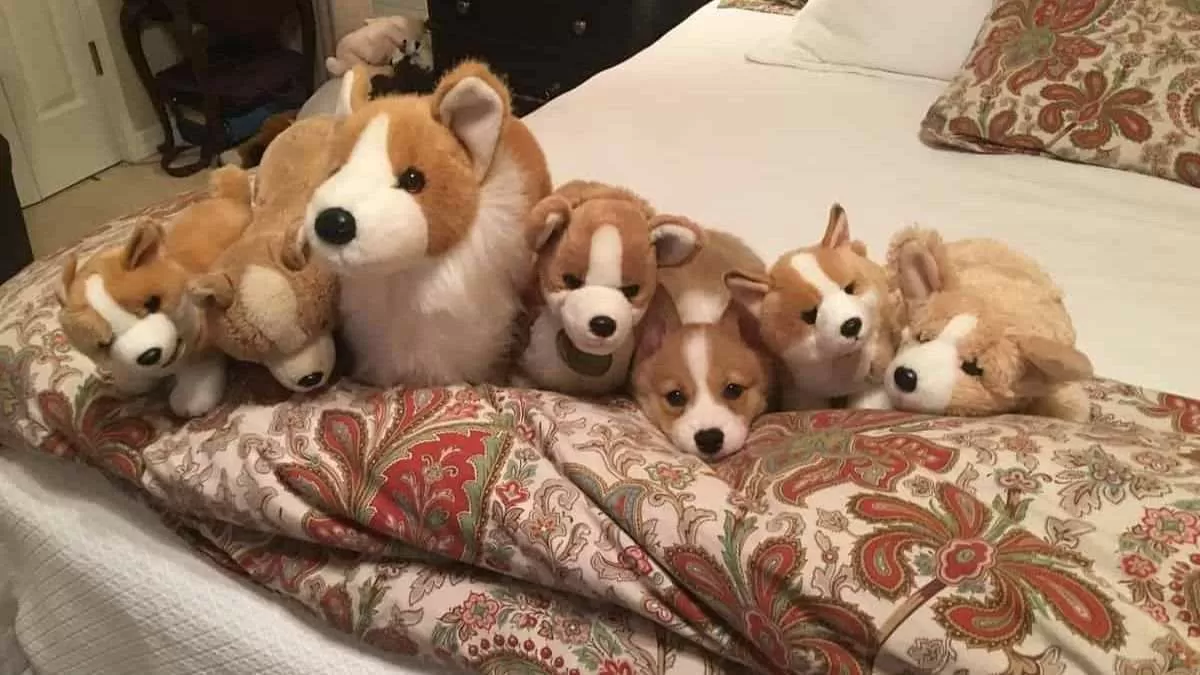 Can You Spot The Real Dog Among Toys In This Optical Illusion?