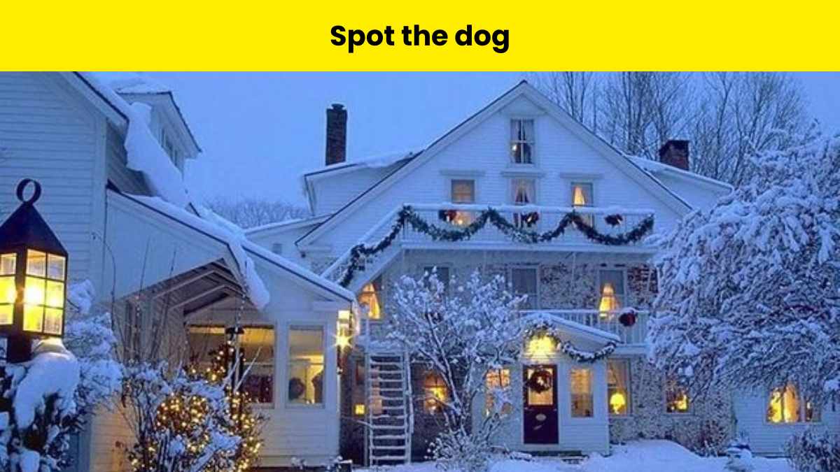 Can you use your sharp eyes to find the dog hidden in the snowy picture in 8 seconds?