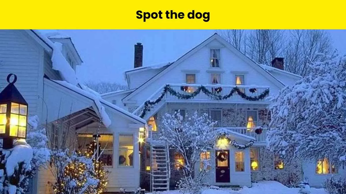 Find the dog hidden in the snowy picture