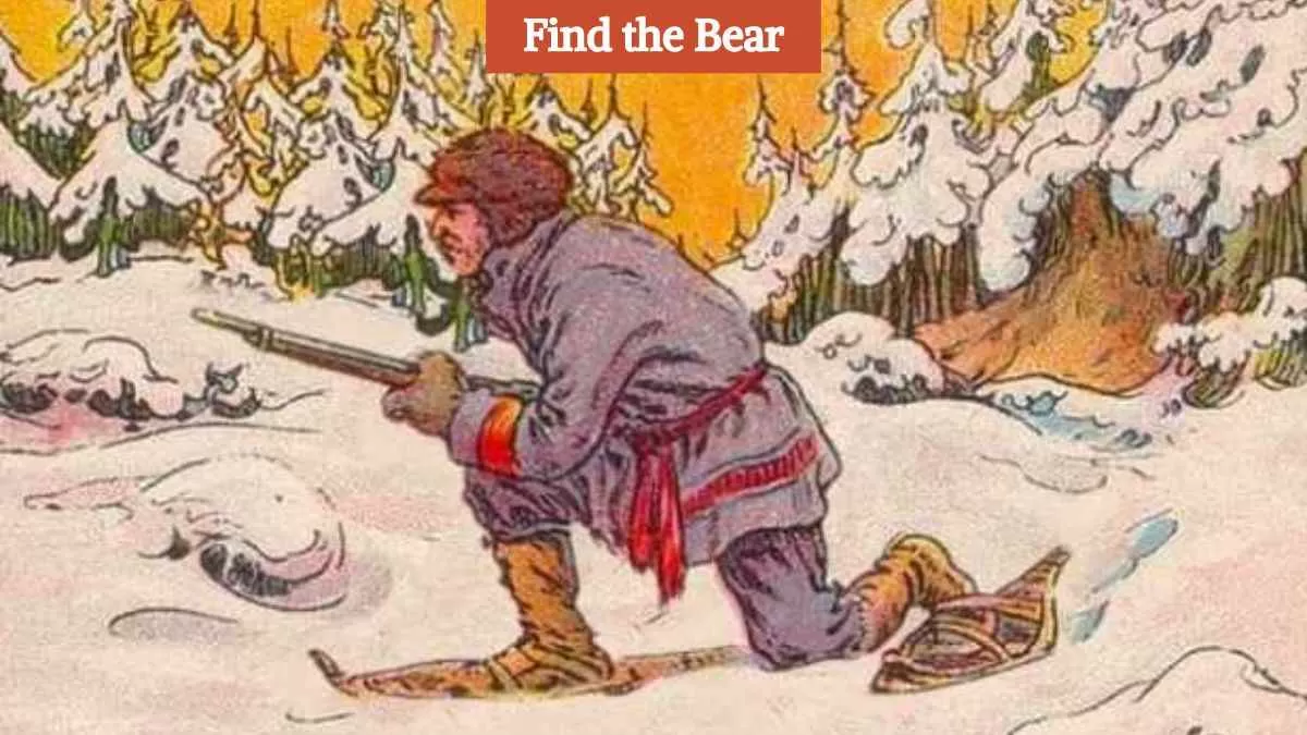 Find the hidden bear