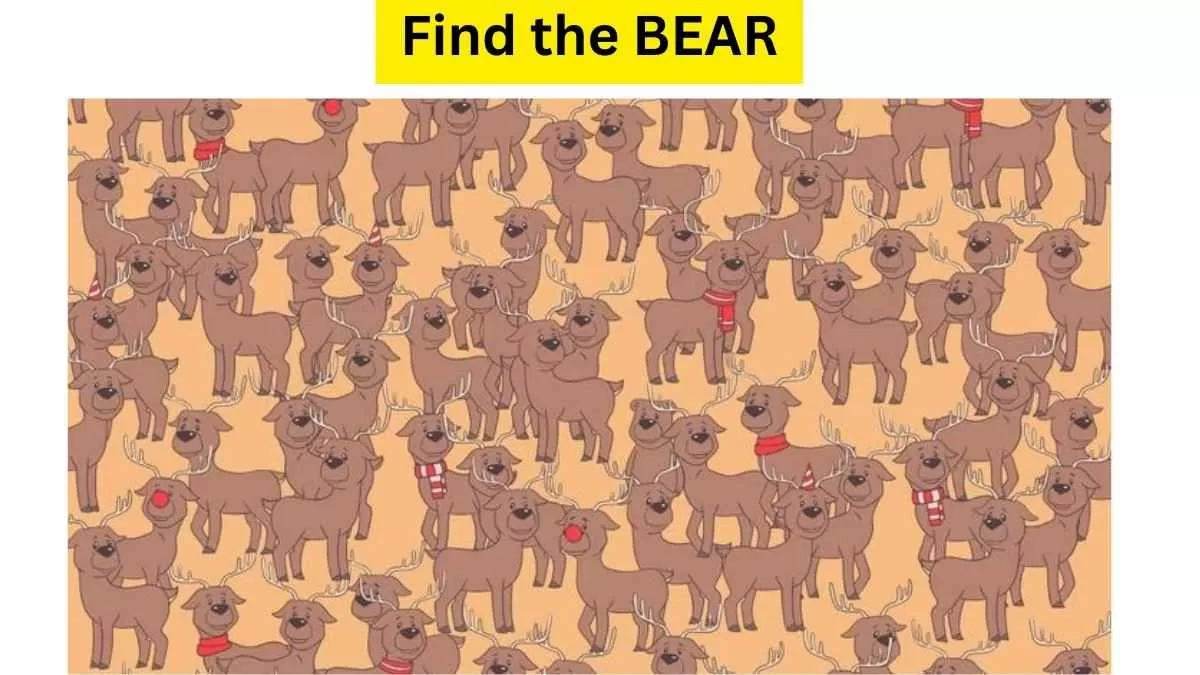 Spot the Bear Among Dear