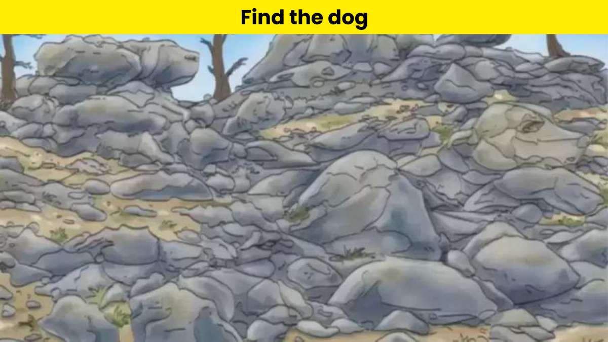 Only eagle-eyed individuals can find the dog hidden in the rocks in just 6 seconds. 