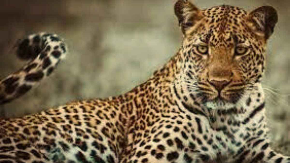 Status of Leopard in India, 2022 report released What does the report