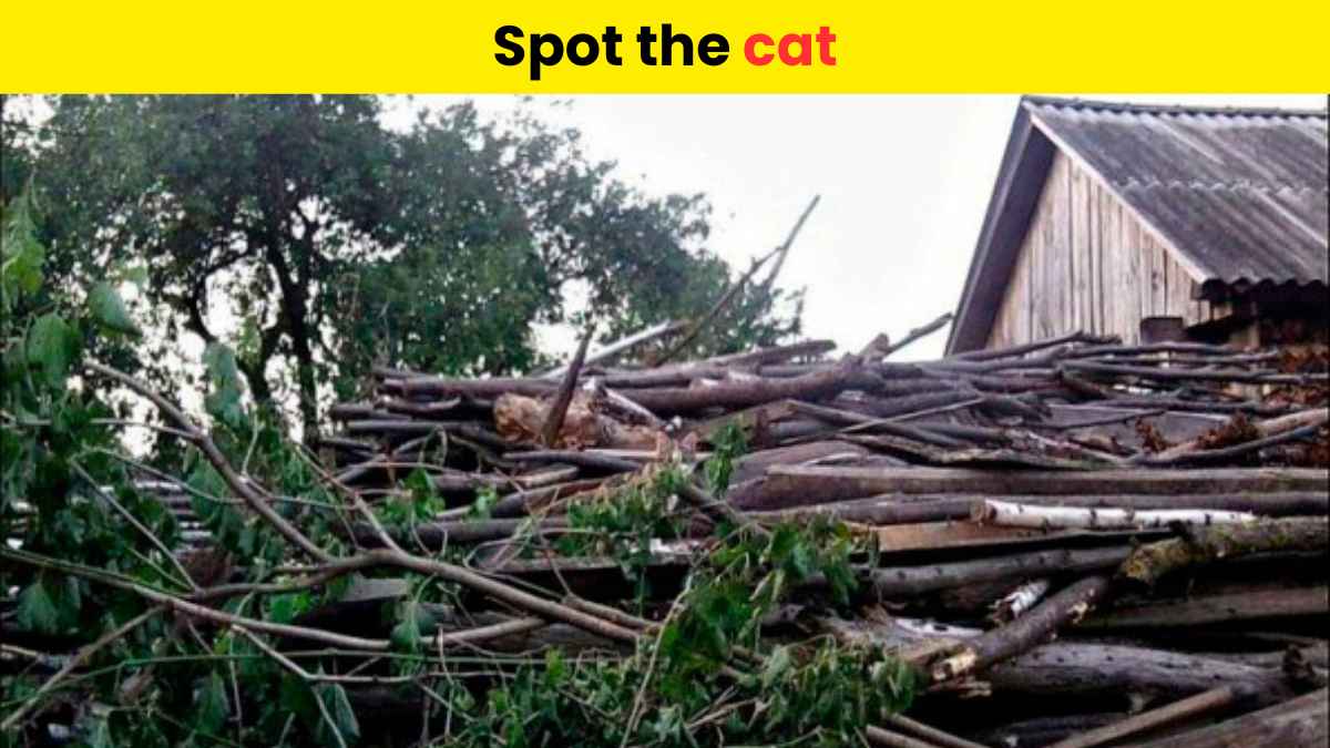 You need extra-sharp eyes to spot the cat hidden near the wooden logs in 7 seconds. 