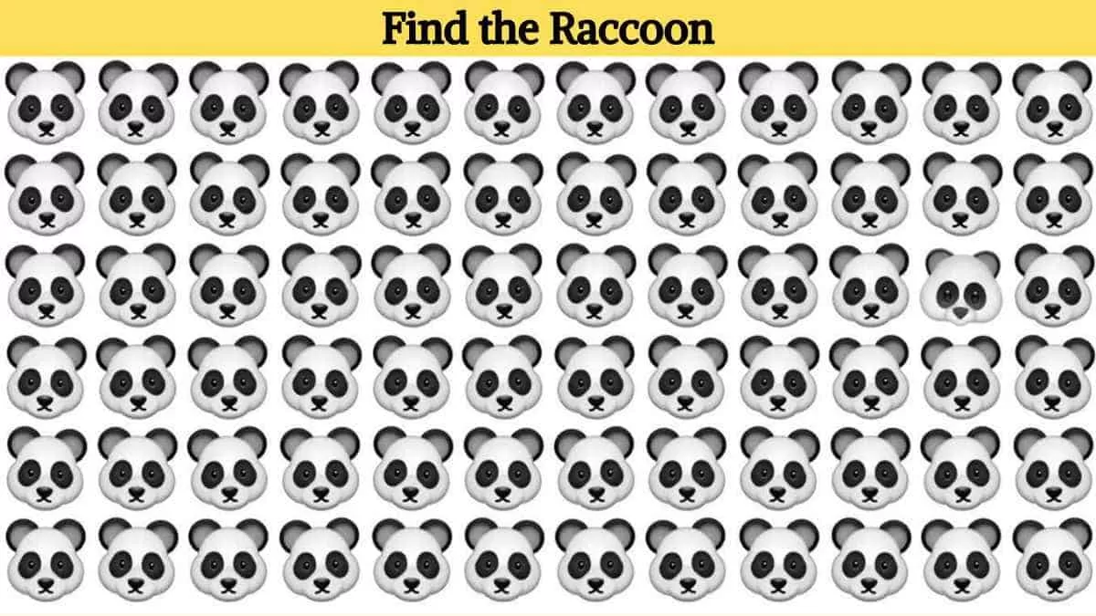 Find the Raccoon