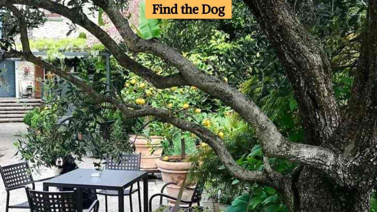 Optical Illusion Eye Test: Find a dog hiding in the garden in 9 seconds!