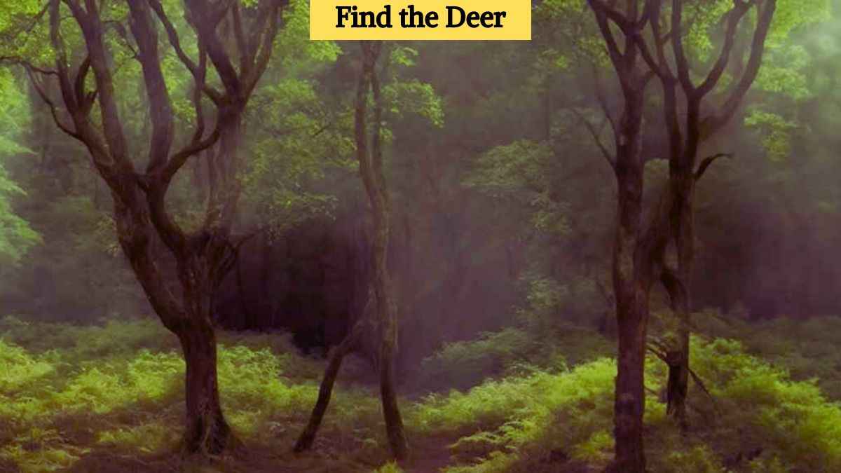 Optical Illusion Challenge: Find the deer in the forest in 7 seconds!