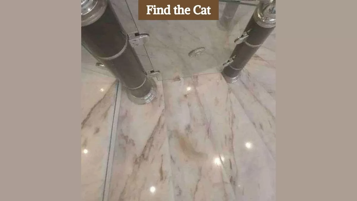 Find the cat