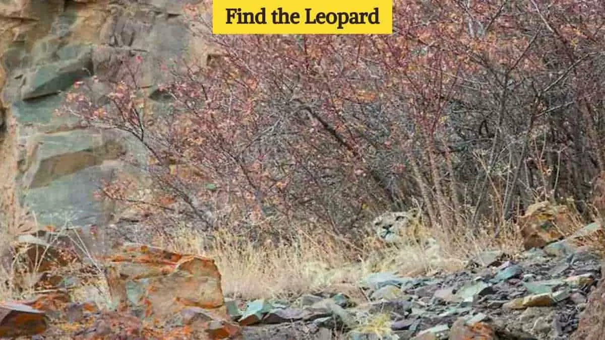 Find the leopard