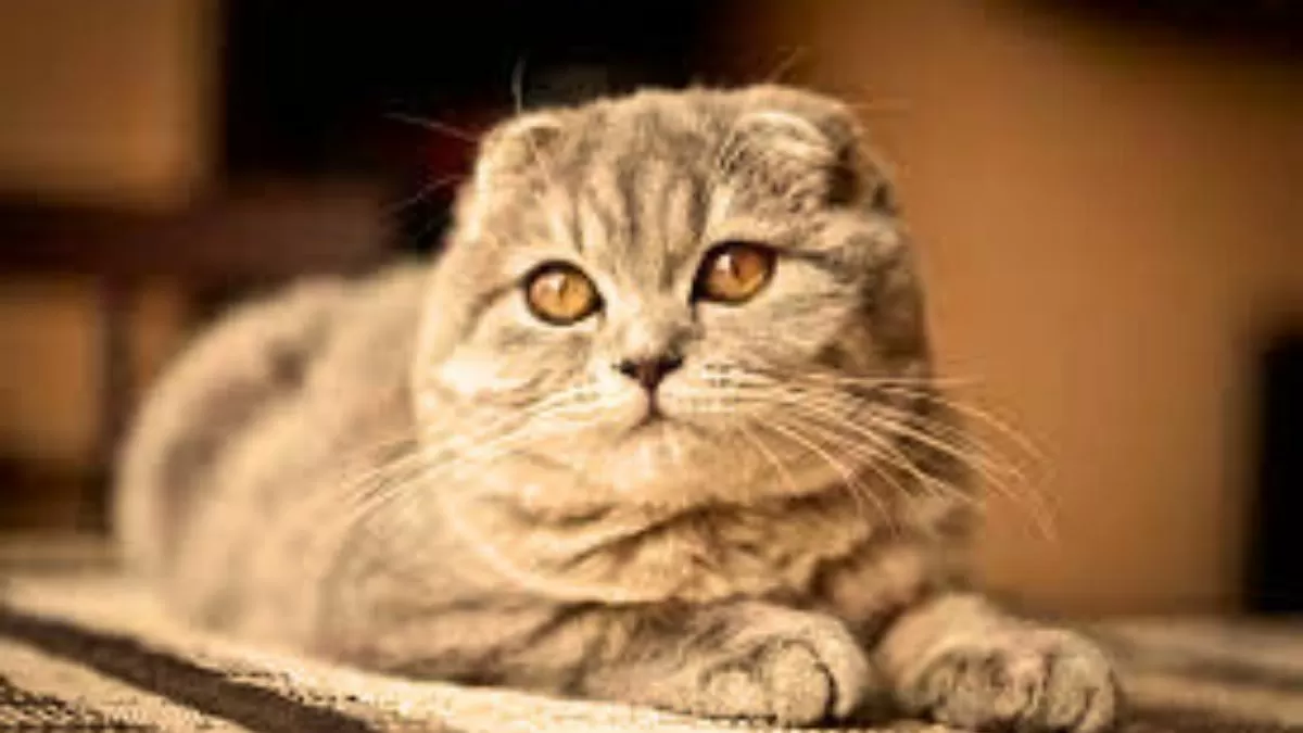 Meow! Do you know all of these cat breeds? Here's the list of the top cat breeds of the world