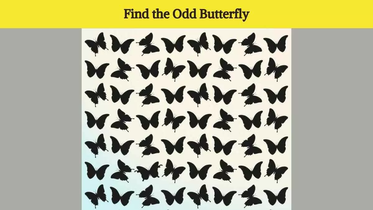 Find the odd butterfly