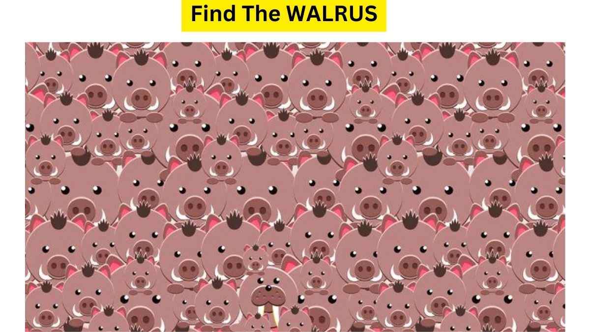 Can You Find The Hard To Spot Walrus Hidden In The Picture Within 11 Seconds?