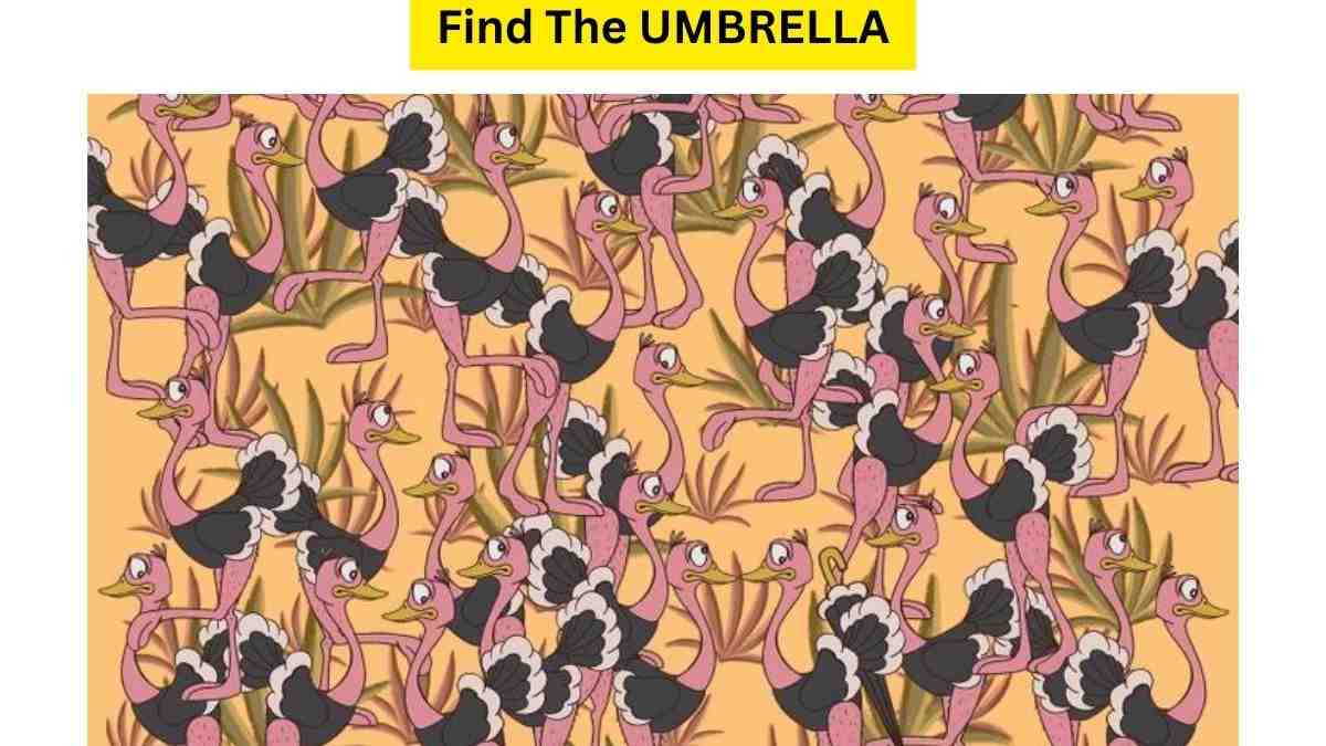 Only 1 Out Of 10 Can Find The Umbrella Hidden Among Ostriches in 11 Seconds. Test Your IQ!
