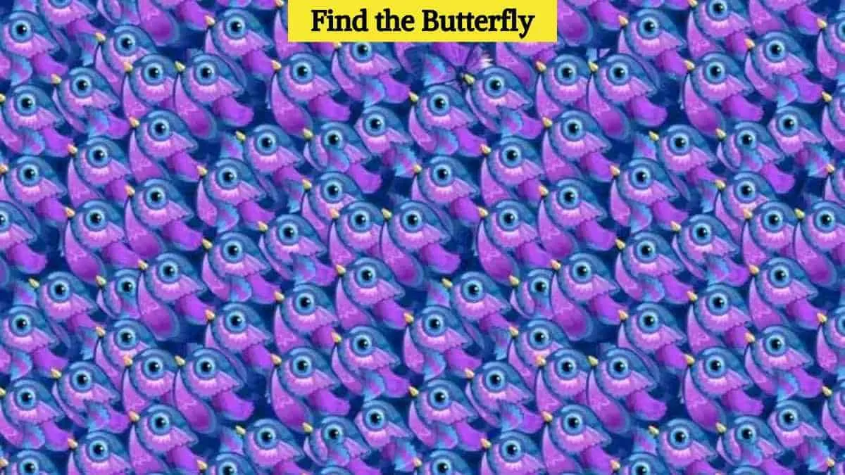 Find the butterfly