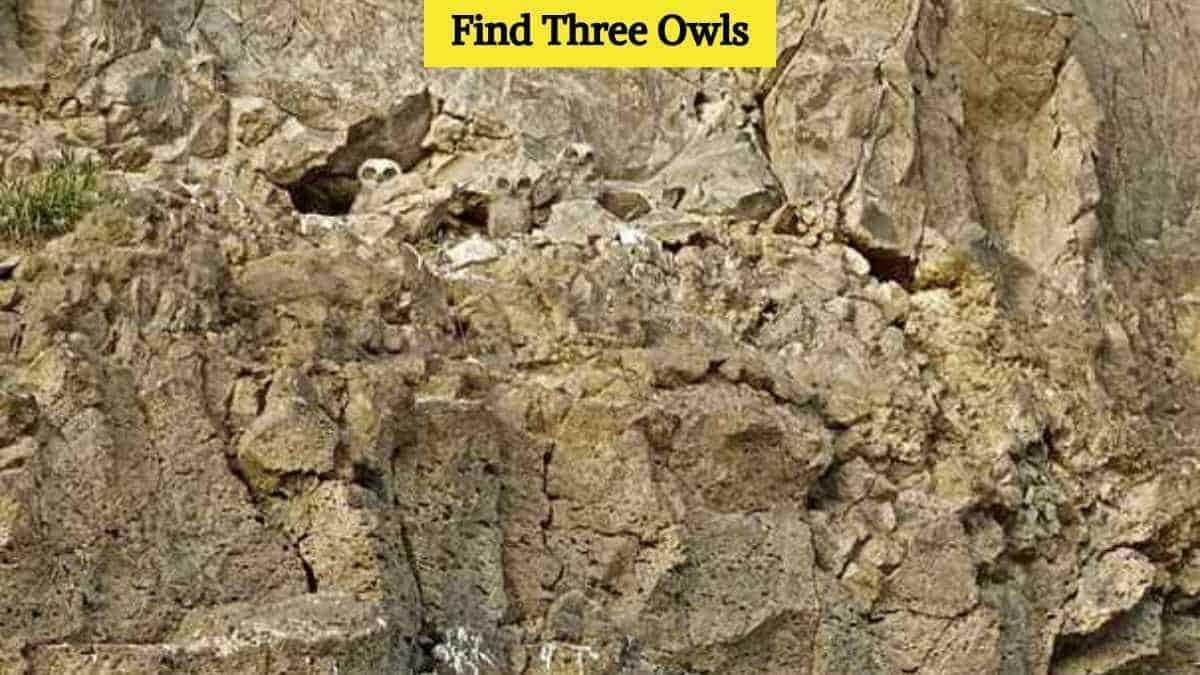 You are a visual ninja if you can find three owls on the rocks in 8 seconds!