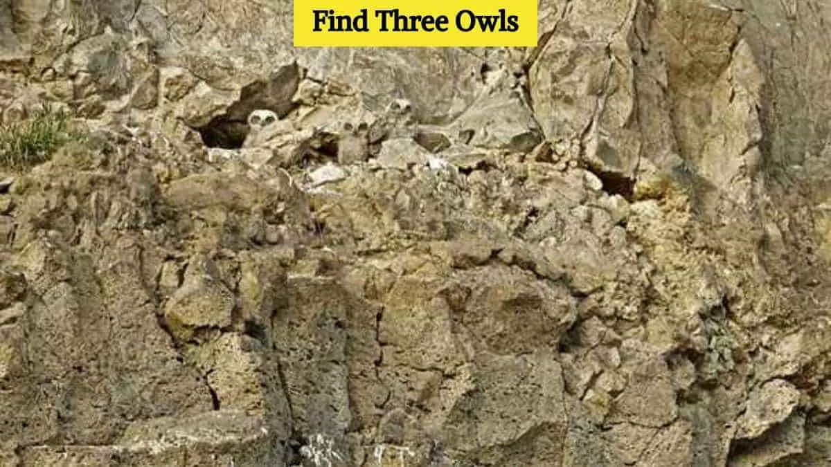 Find three hidden owls