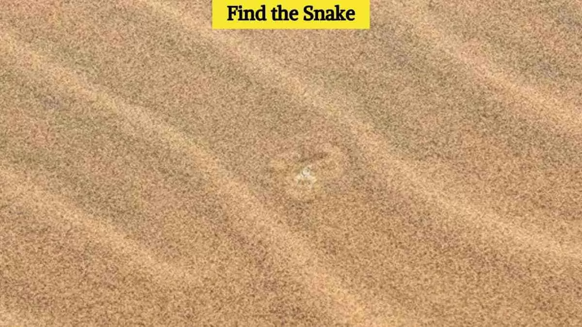 Find the hidden snake