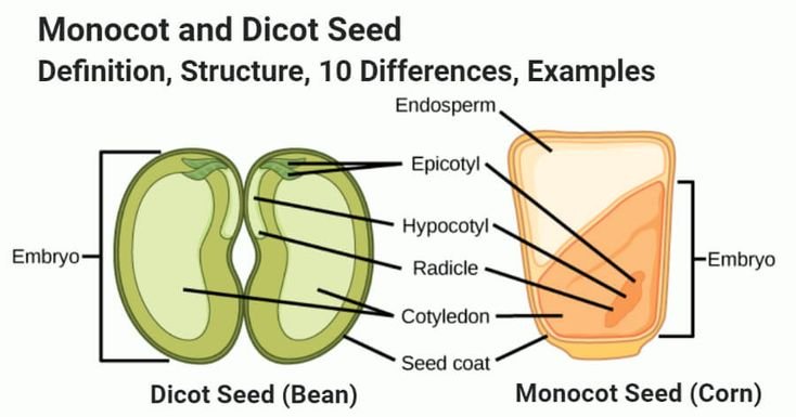 class 10 biology holiday homework