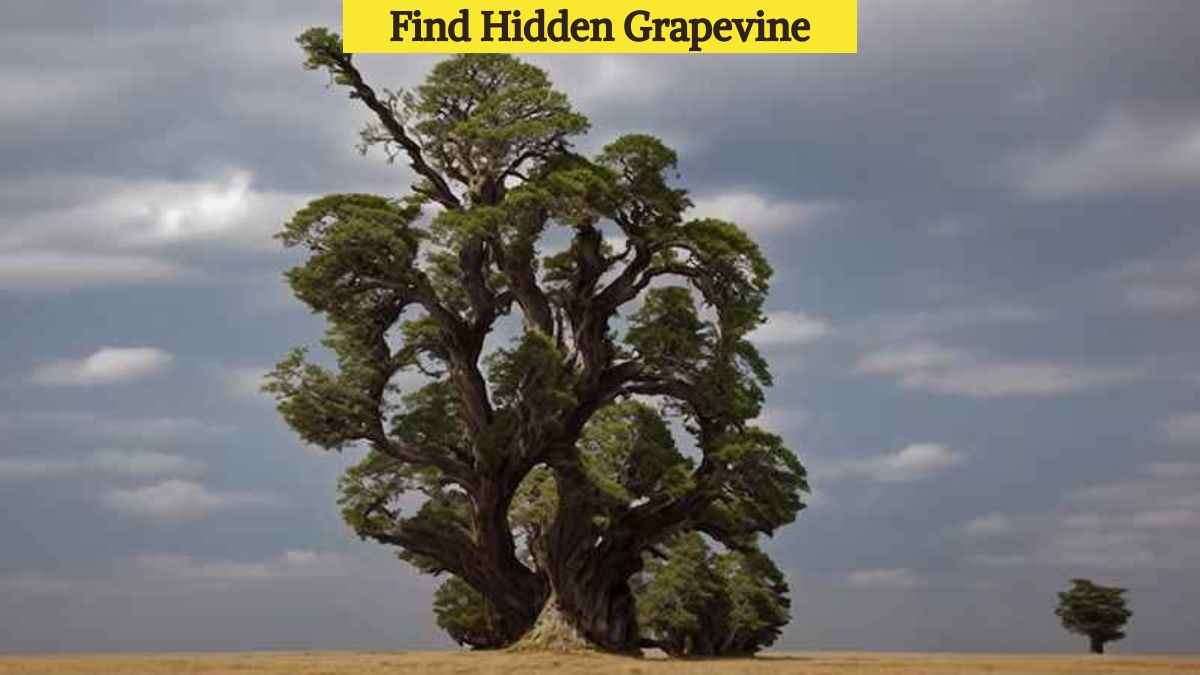 Optical Illusion Eye Test: Find the hidden grapevine in the picture in 3 seconds! - Vimarsana News