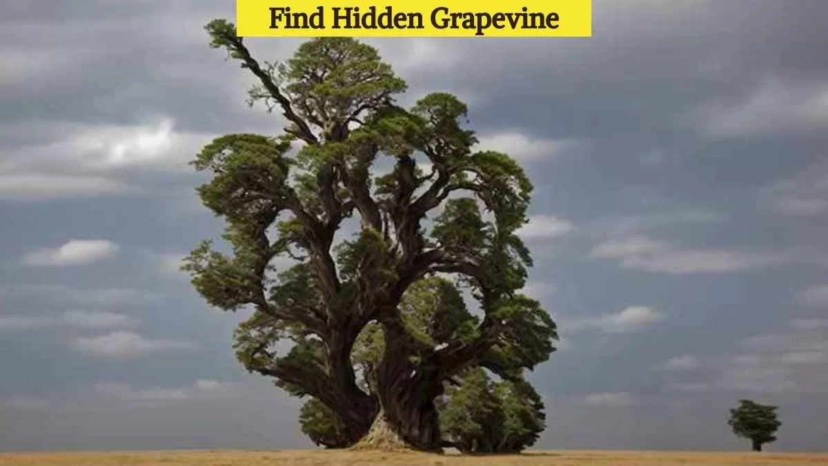 Find hidden grapevine