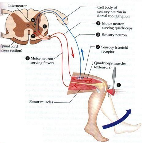 class 10 biology holiday homework