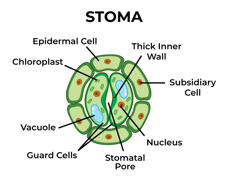 class 10 biology holiday homework