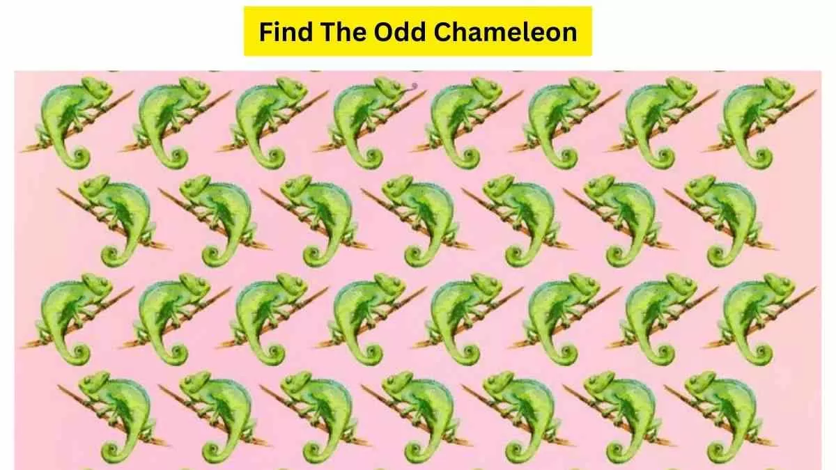 Spot The Odd Chameleon!