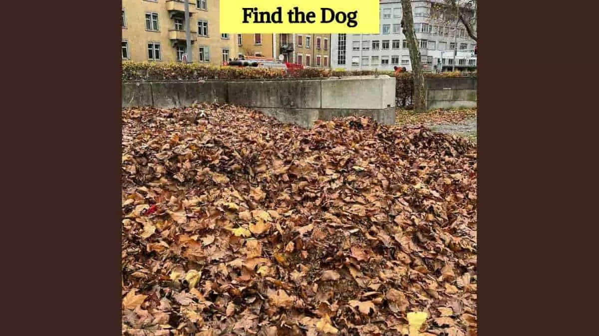 Find the hidden dog