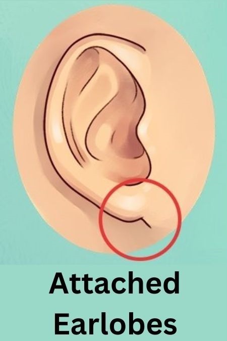 Attached Earlobes Personality Traits