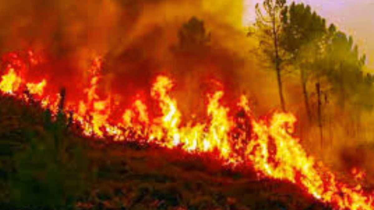 Forest caught fire in Uttarakhand: What could be the causes?