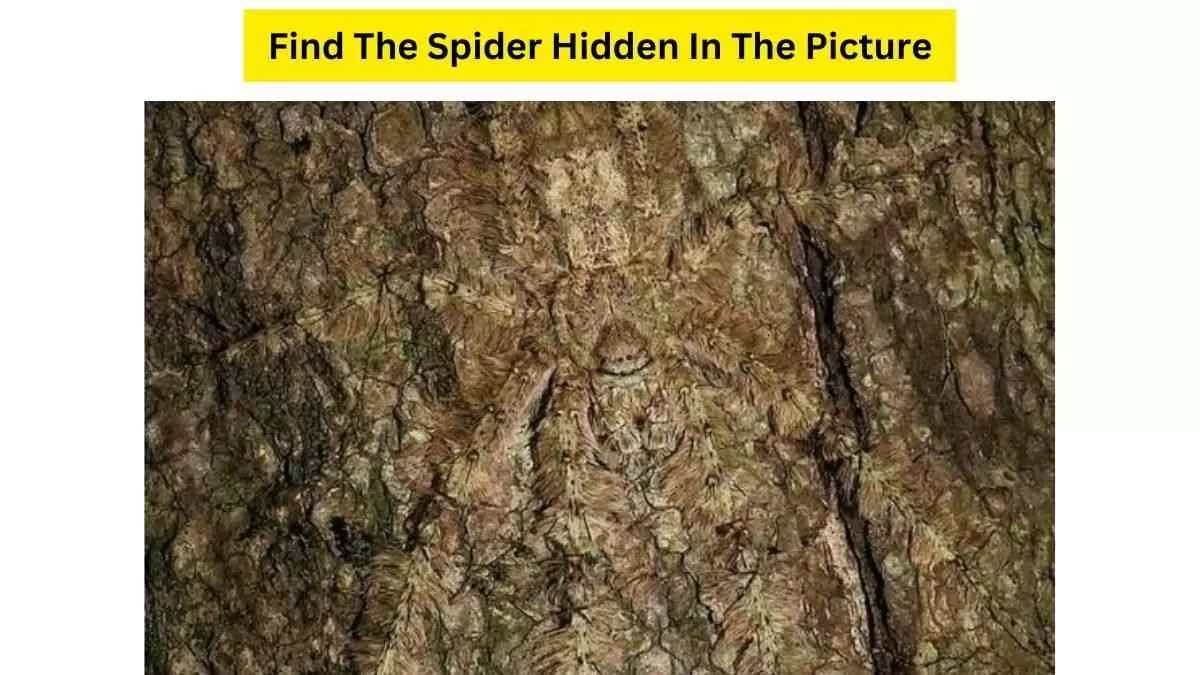 Spot The Spider In The Picture
