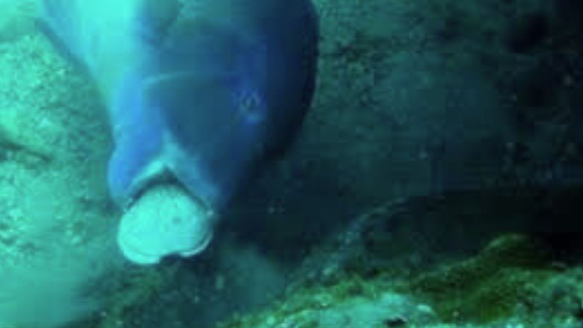 Fish using tools: Can fish use tools? These three fish found in the Laccadive Sea use tools