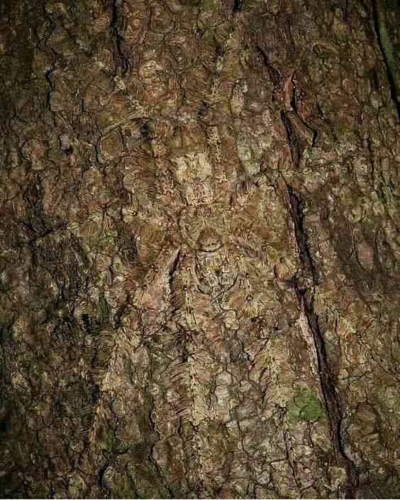 where is the spider in the picture