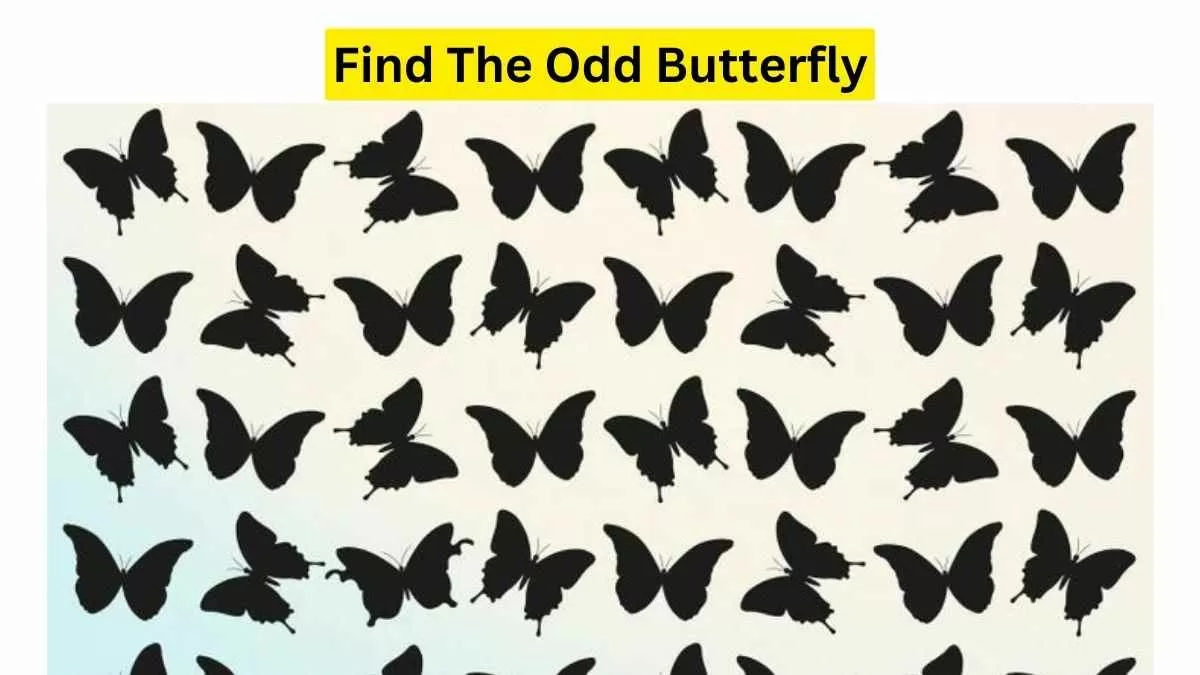 Spot The Odd Butterfly!
