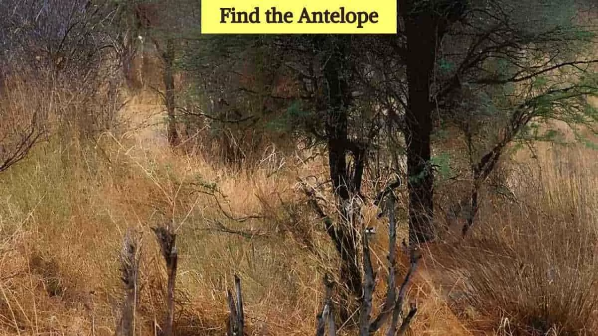 Find the antelope