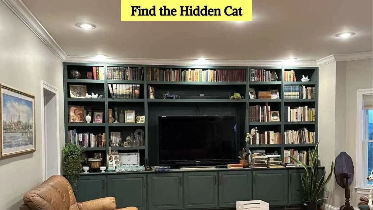 Find the hidden cat