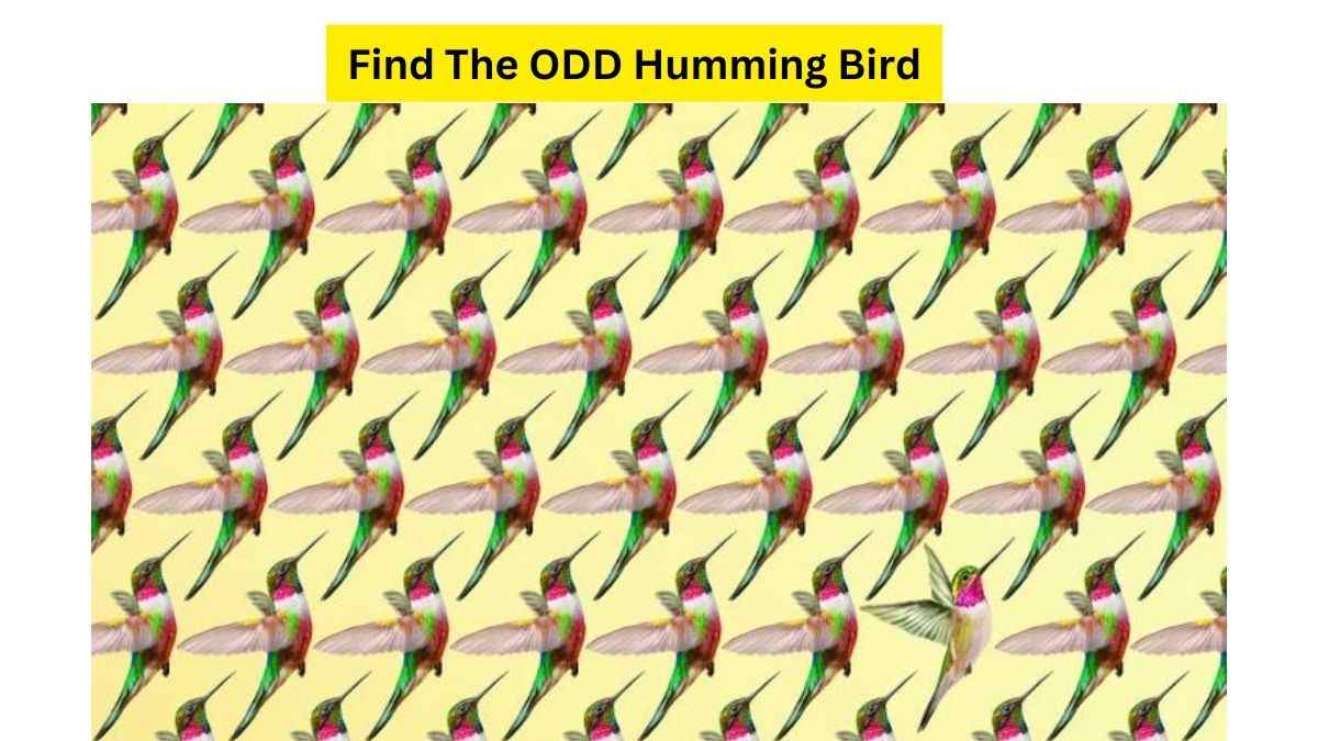  Viral Brain Teaser: Can You Find The Odd Humming Bird in 13 Seconds?