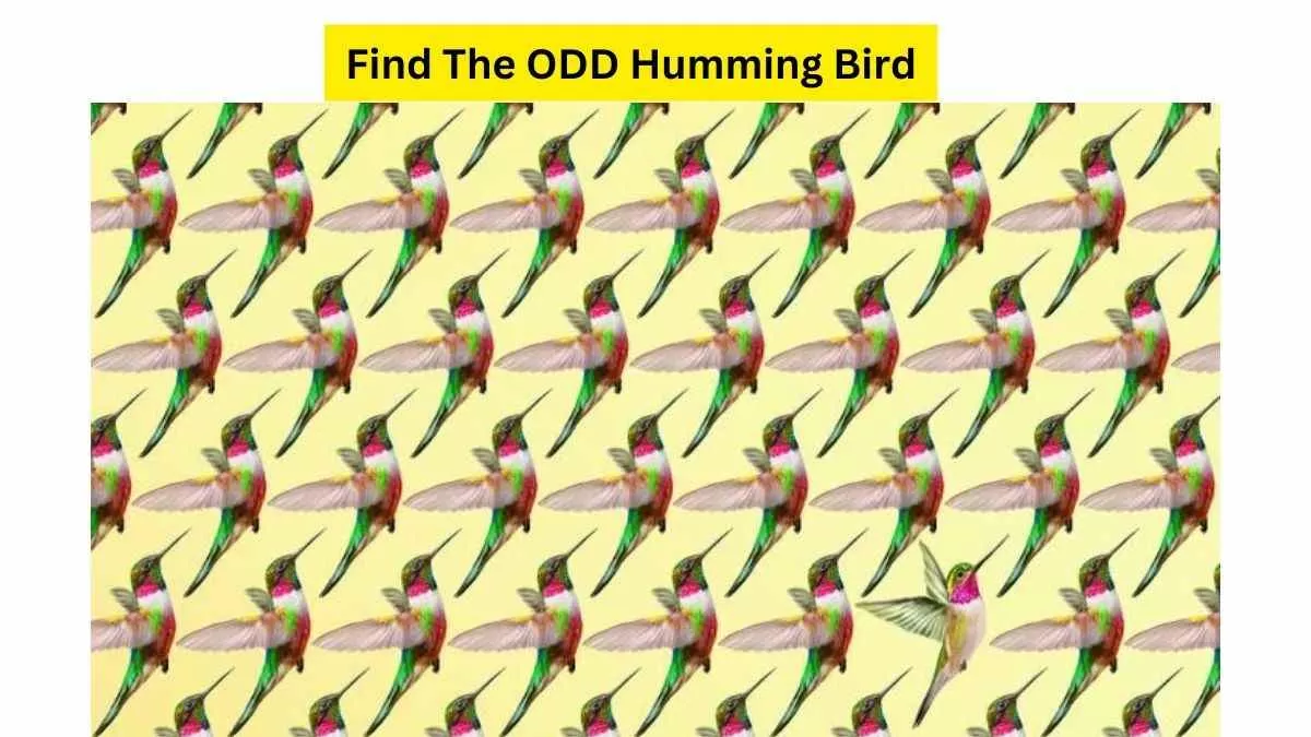 Spot Odd Humming Bird!