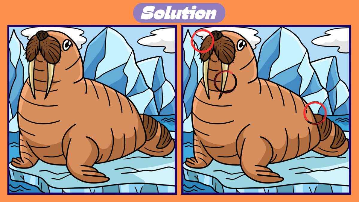 Find 3 Differences in 36 Seconds in This Walrus Scene
