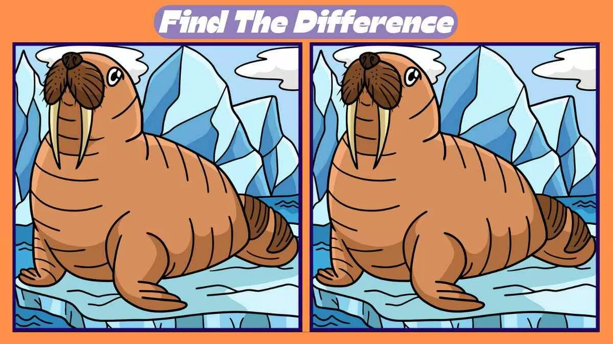 Find 3 Differences in 36 Seconds in This Walrus Scene