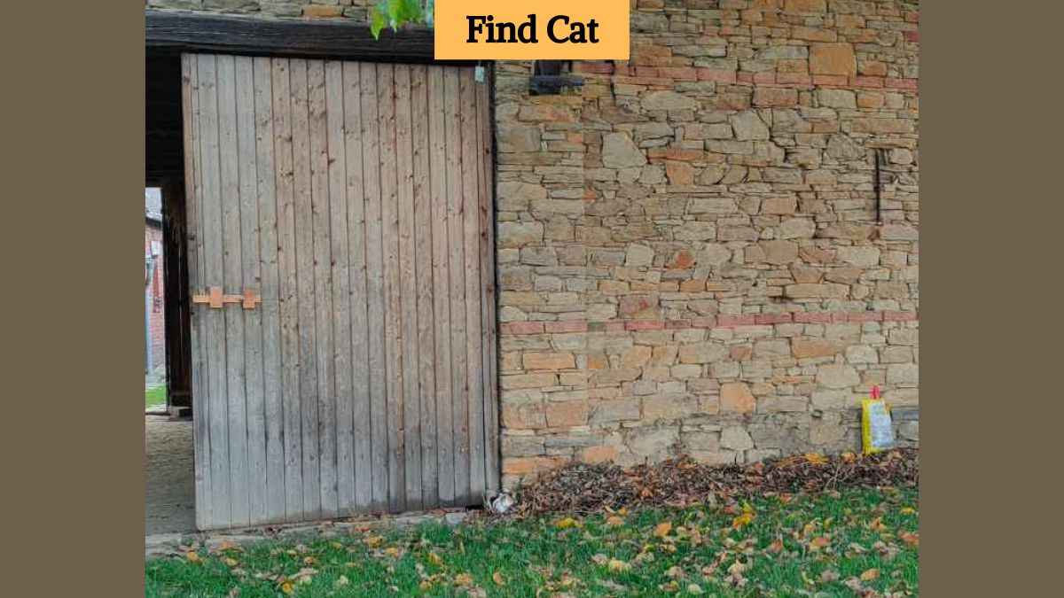 Optical Illusion Eye Test: Find the cat in the backyard in 7 seconds!