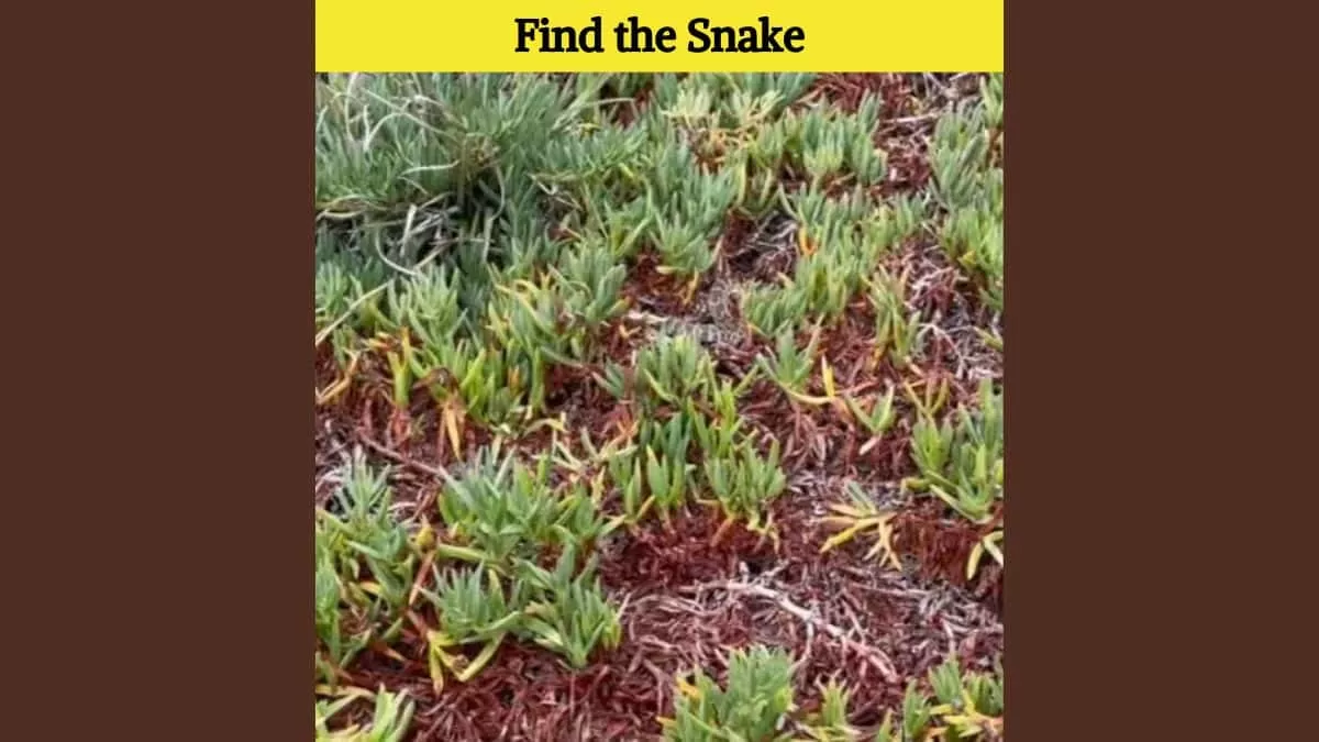 Find the snake