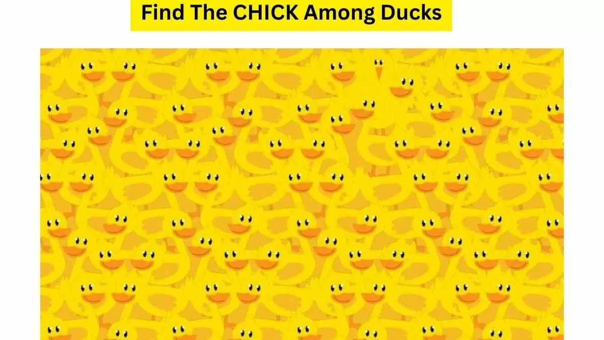 2 Out Of 10 Can Find The Chick Hidden Among The Ducks In The Picture ...