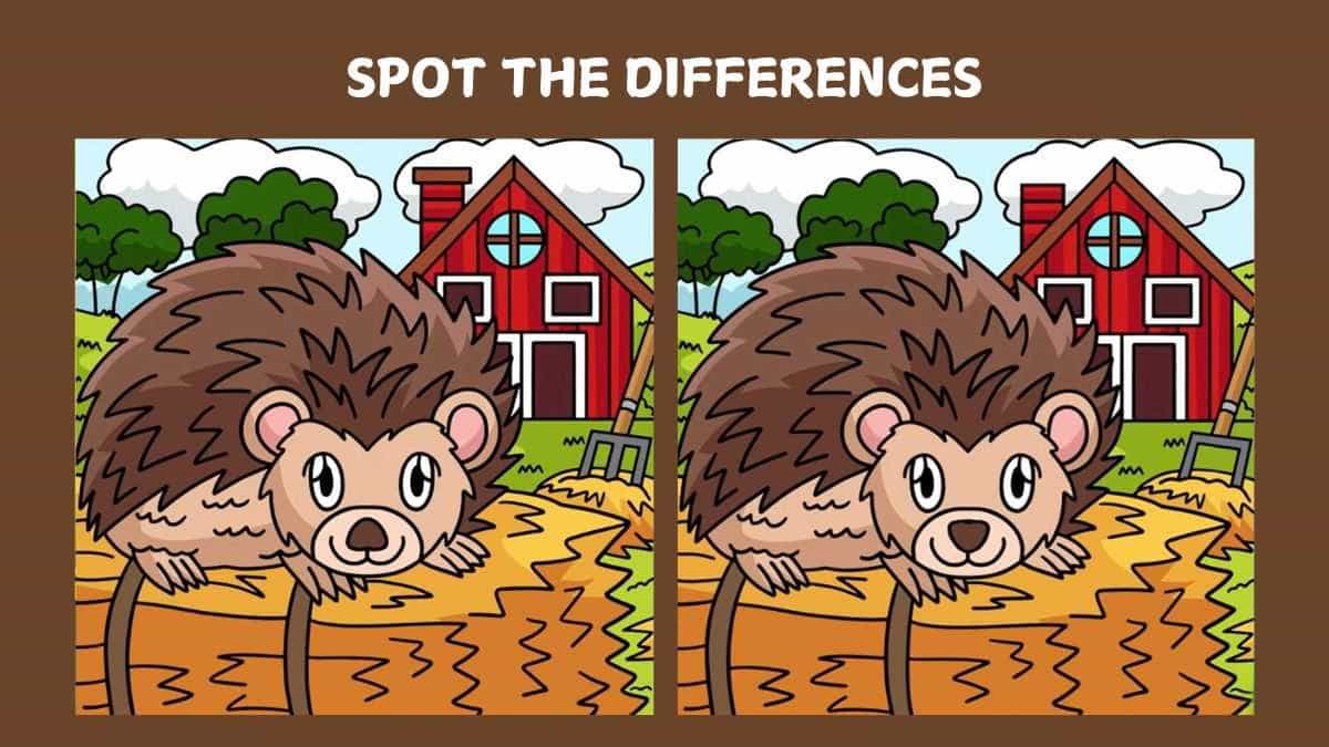 Spot 4 differences between the hedgehog pictures in just 25 seconds!