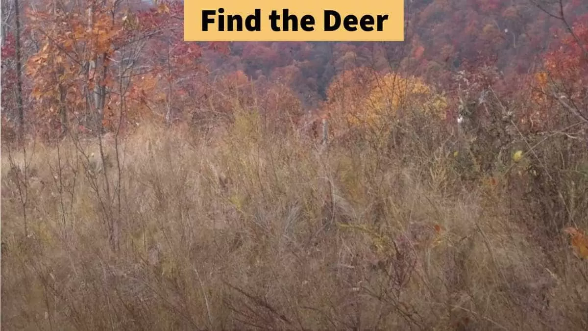 Find the deer